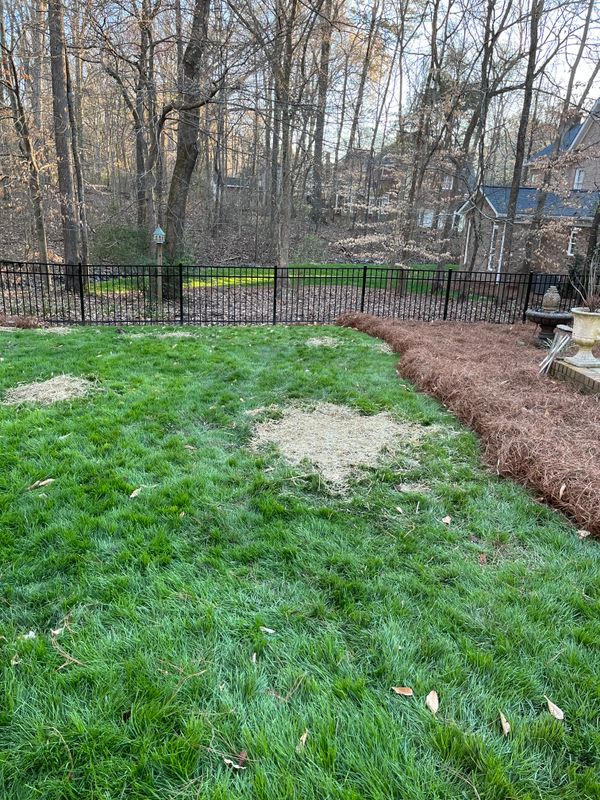 Pine Needle Installation