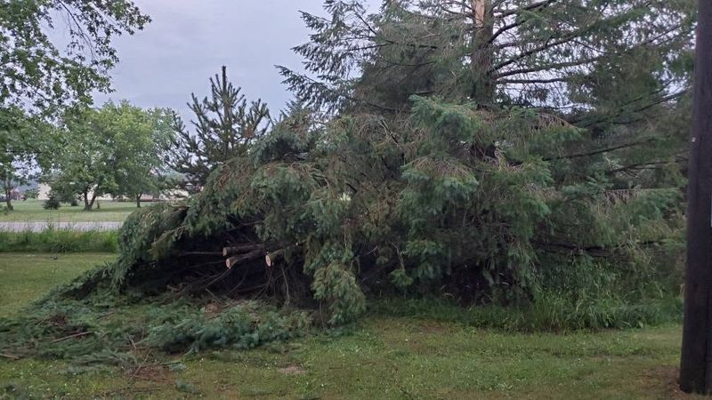 Tree Trimming