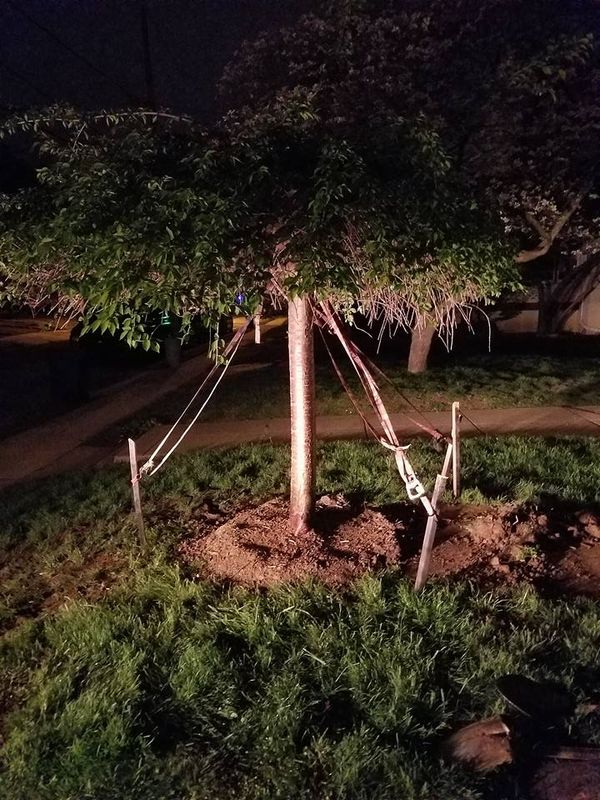 Tree Removal