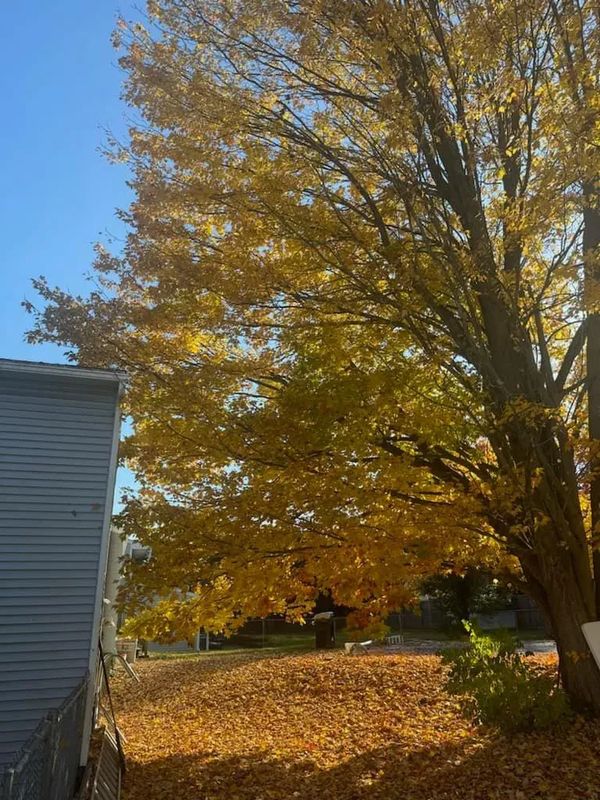 Tree Trimming