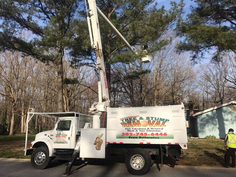 Tree Removal gallery