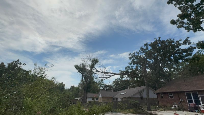Tree Trimming