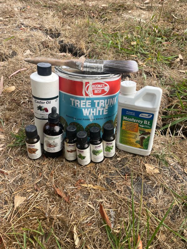 Tree Health and Maintenance