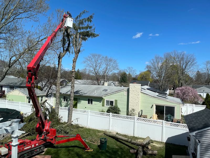 Trimming & Pruning