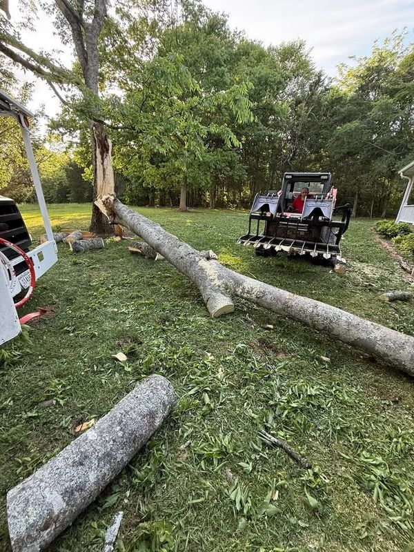 Tree Removal