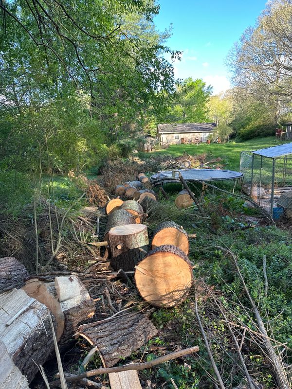 Tree Services