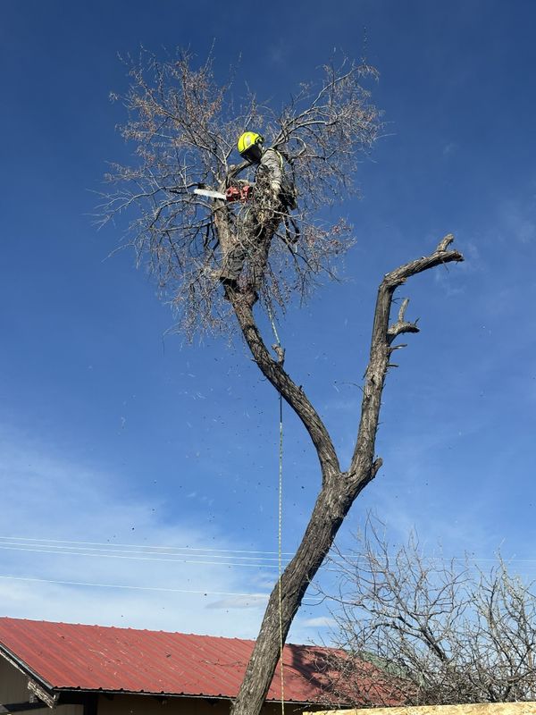 Tree Trimming