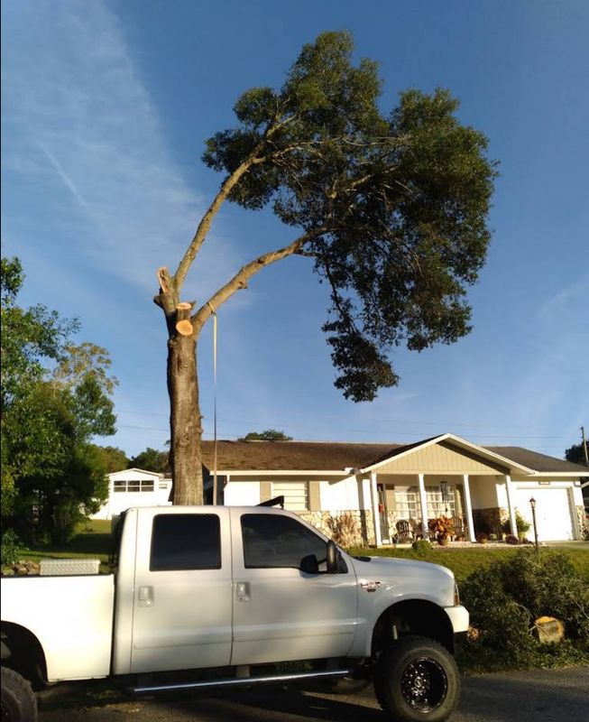 Tree Removal