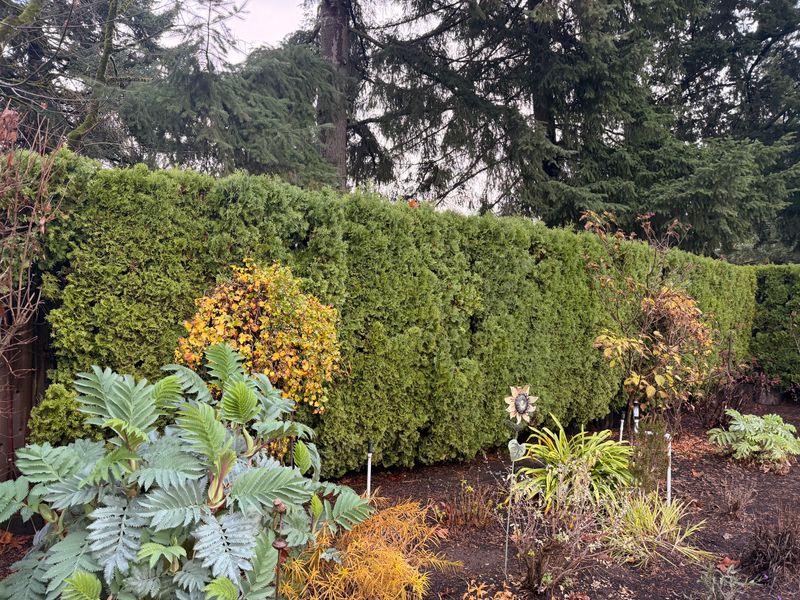 Shrub Trimming