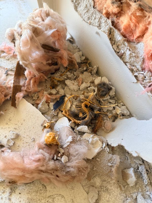 Odor Removal