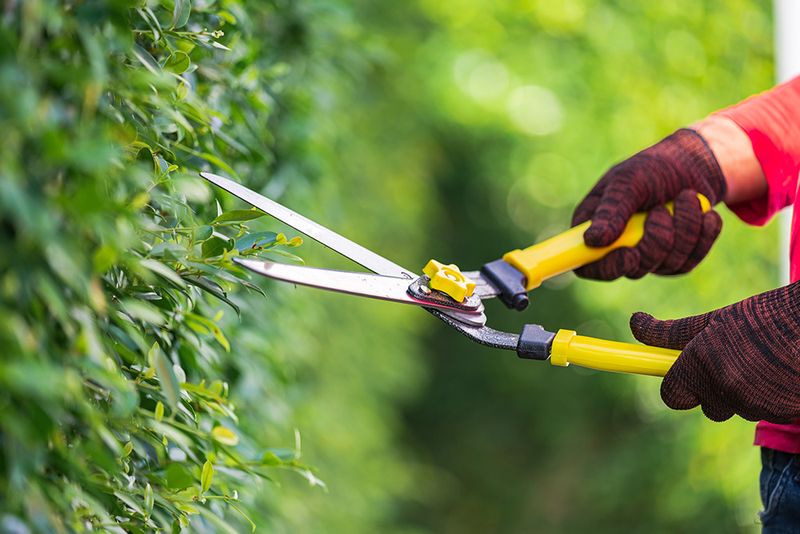 Shrub Trimming
