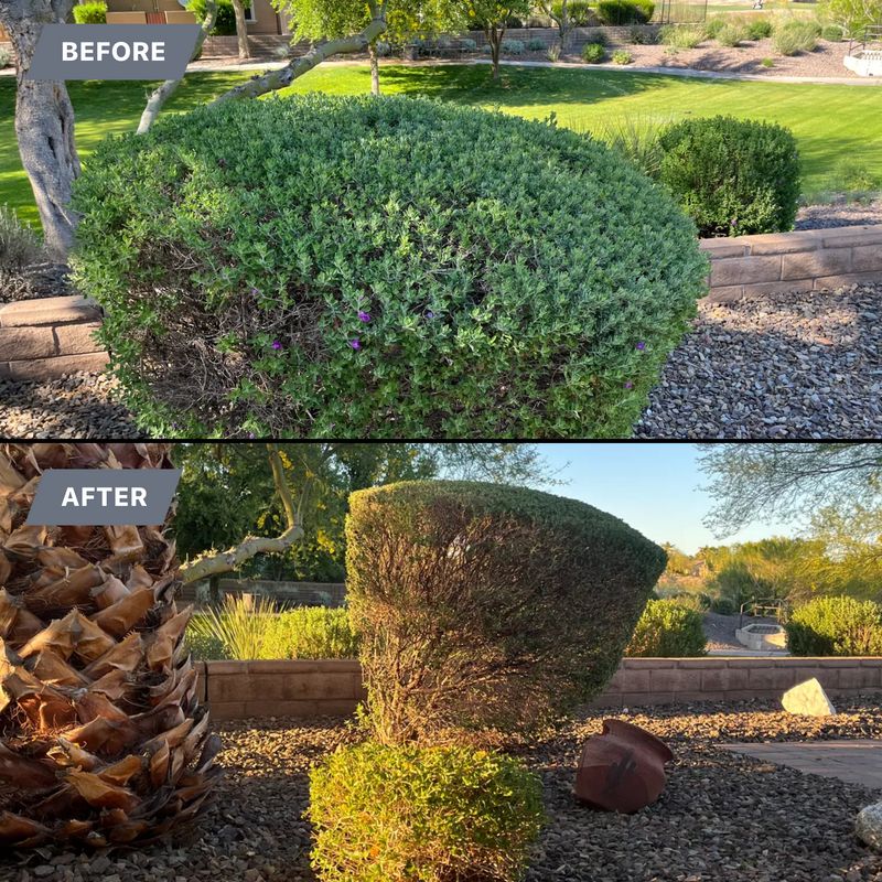Tree & Shrub Care