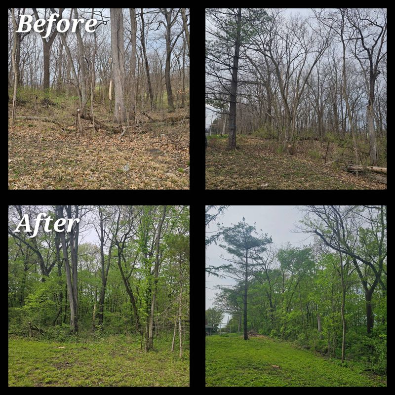 Tree Removal