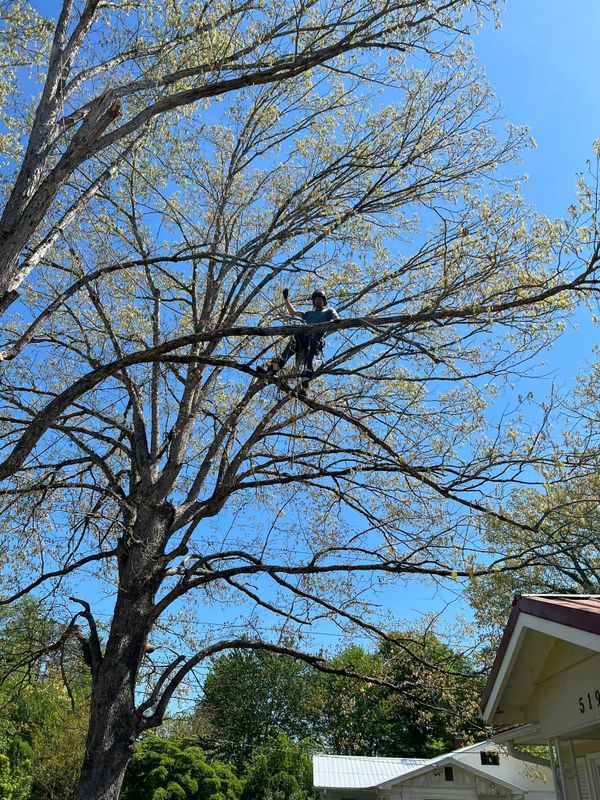 Tree Trimming