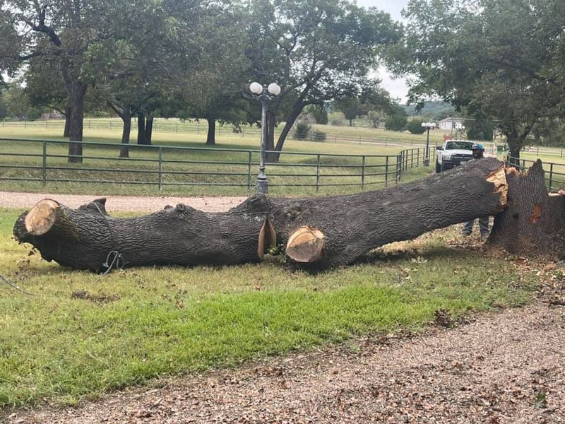 Tree Services