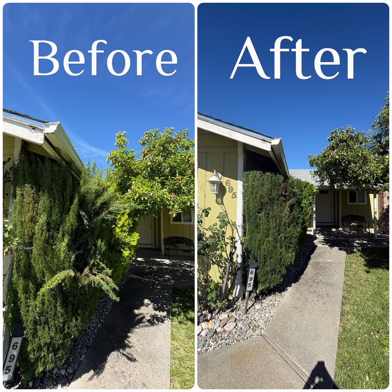 Tree & Shrub Care