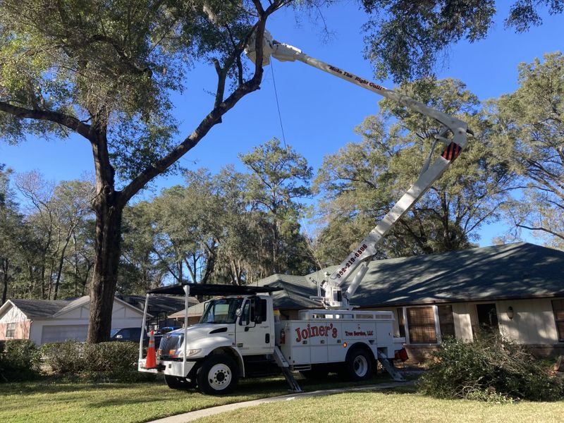 Tree Trimming