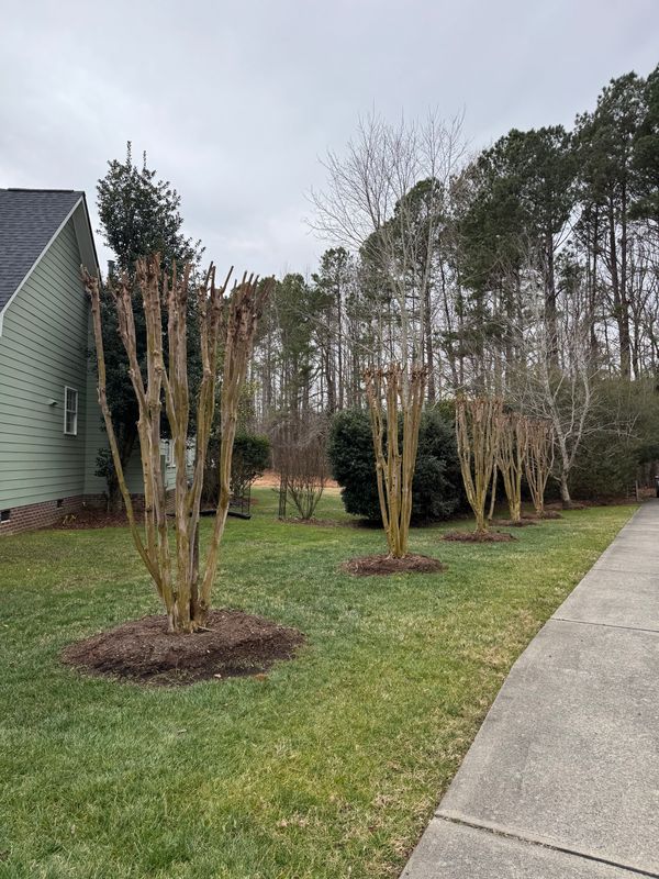 Pruning gallery