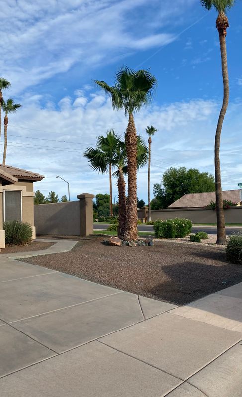 Palm Tree Trimming