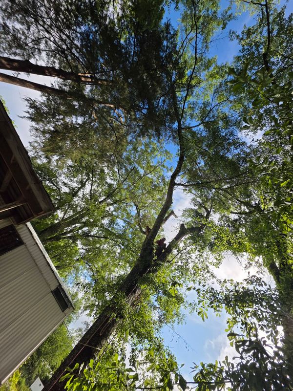 Tree Trimming