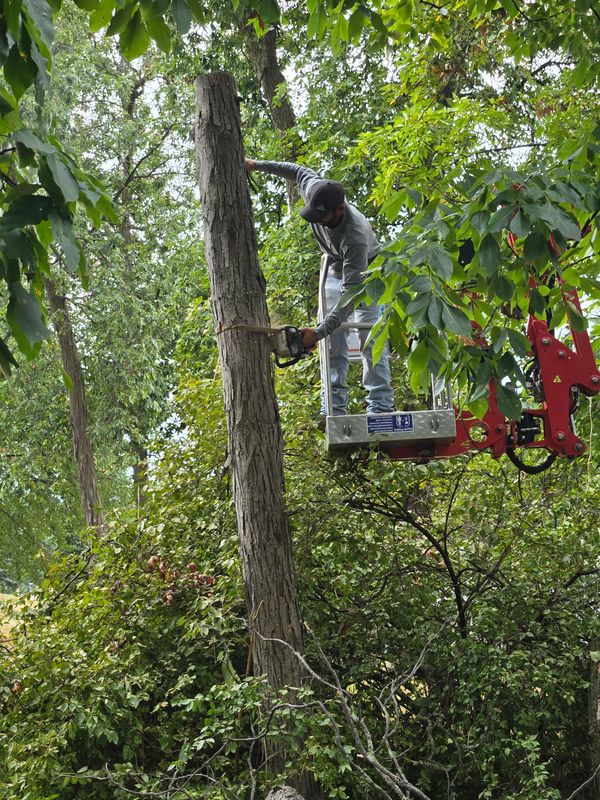Tree Trimming