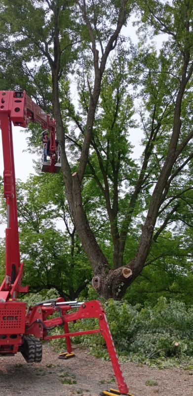Tree Trimming