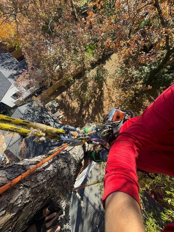 Tree Trimming