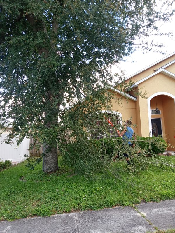 Tree Services