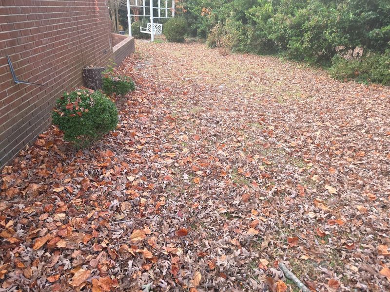 Leaf removal