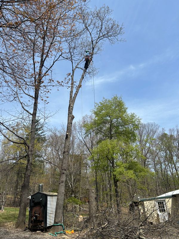 Tree Removal gallery
