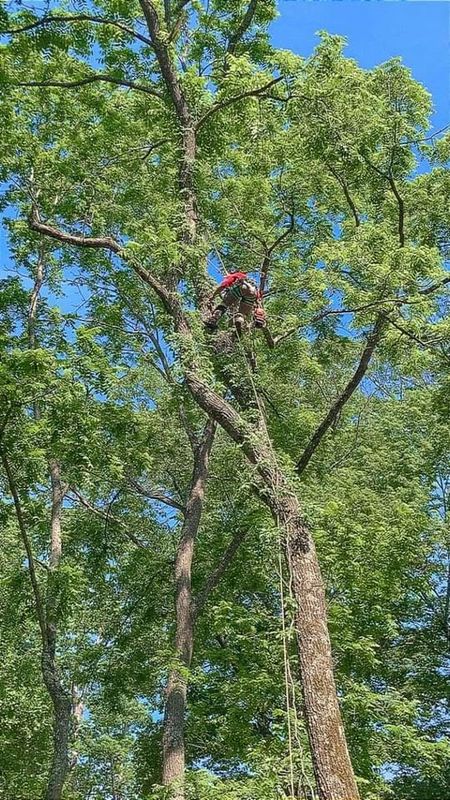 Tree Trimming