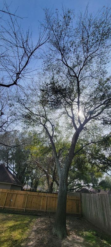Tree Trimming