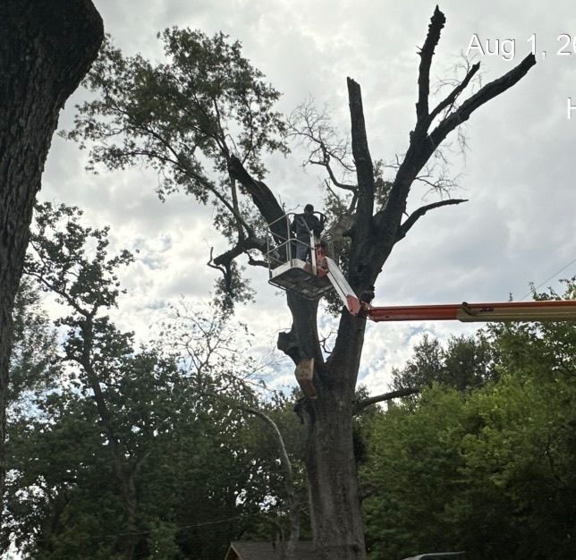 Tree trimming and removal