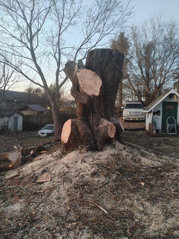 Tree Removal