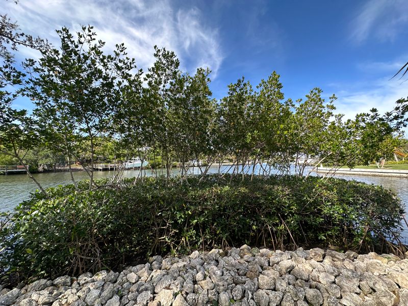 Mangrove Trimming
