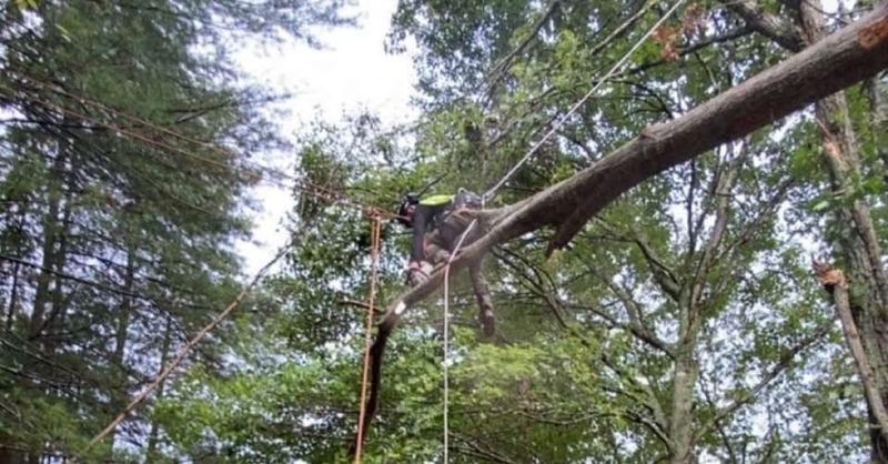 Tree Services