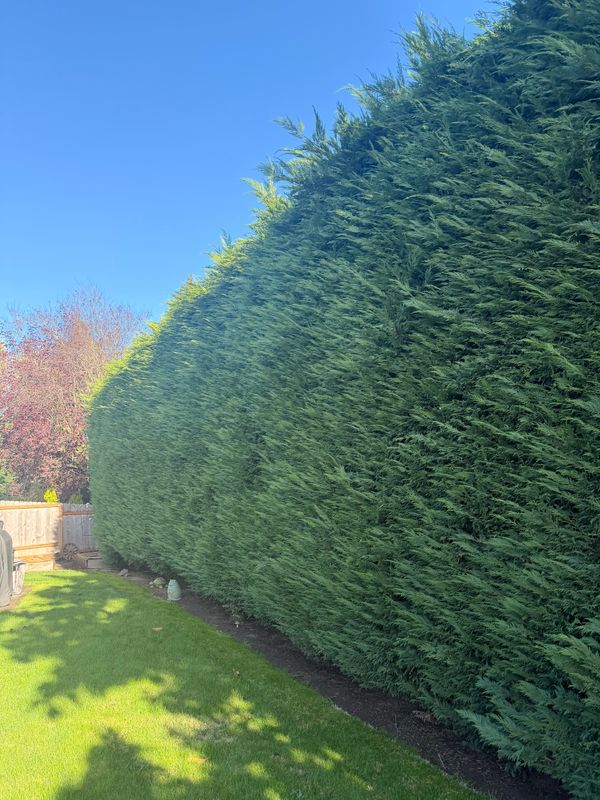 Shrub Trimming