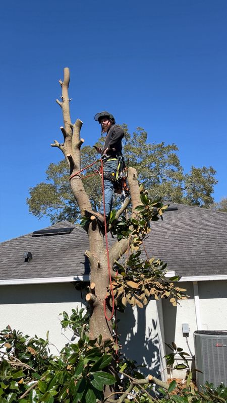 Tree Pruning and Trimming