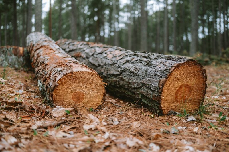 Tree Services