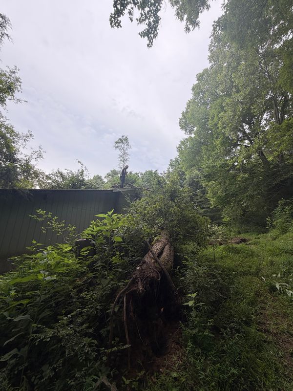 Hazardous Tree Removal
