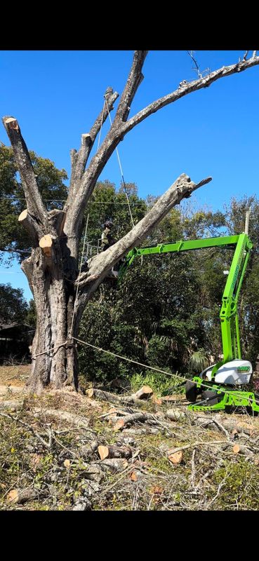 Tree Trimming and Removal