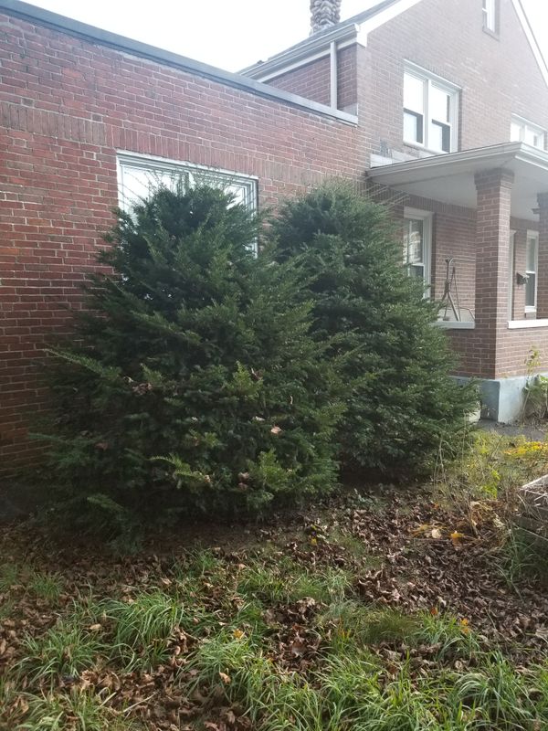 Spring & Fall Cleanups