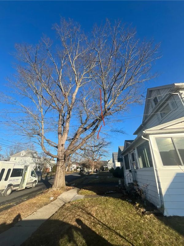 Tree Trimming