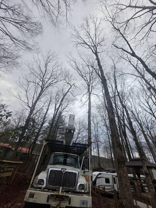 Tree Trimming & Removal