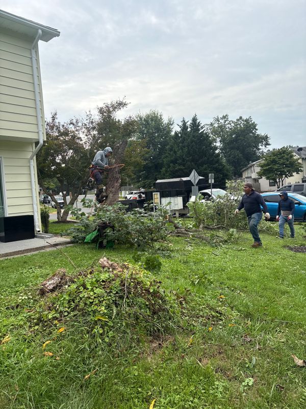 Tree Services