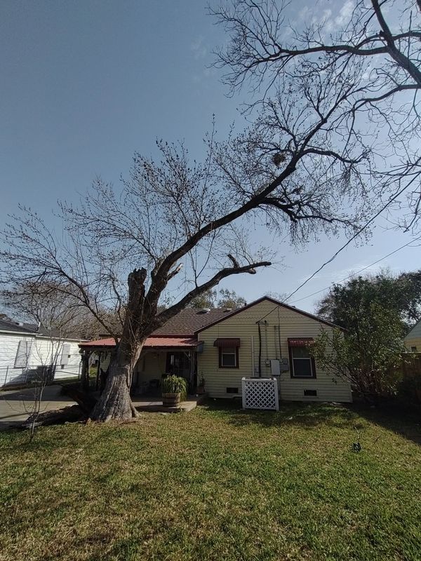 Tree Services