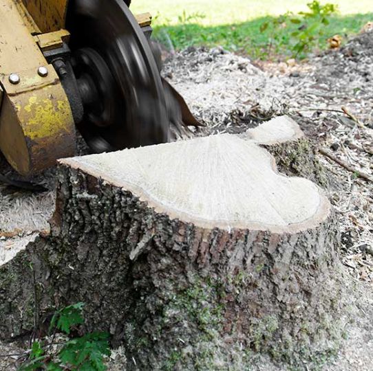 Stump Removal