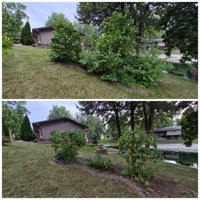 Tree & Shrub Care