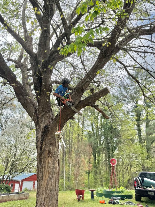 Tree Services