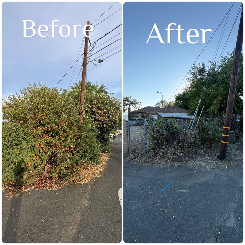 Tree & Shrub Care